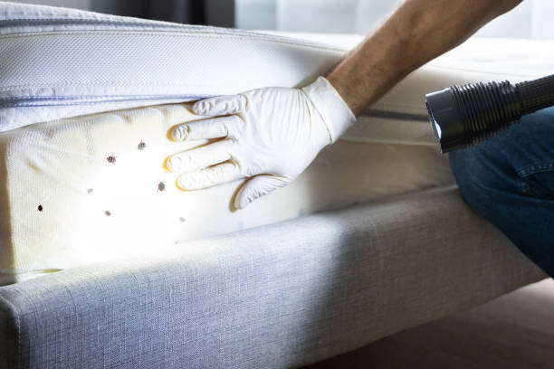 Best Local Pest Control Services  in Laton, CA