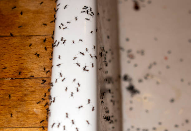 Best Spider Control Near Me  in Laton, CA