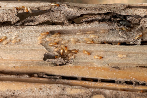 Best Ant Control Services  in Laton, CA